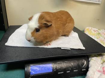 Rescue Guinea Pig Guinea Pigs for Adoption in Pasadena, California - CARMELO | PetCurious
